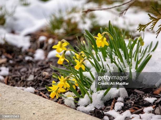 springtime snow on daffodils - narcissus mythological character 個照片及圖片檔
