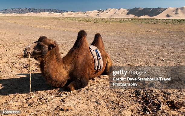 two humped bactrian camel in gobi desert - corcunda imagens e fotografias de stock