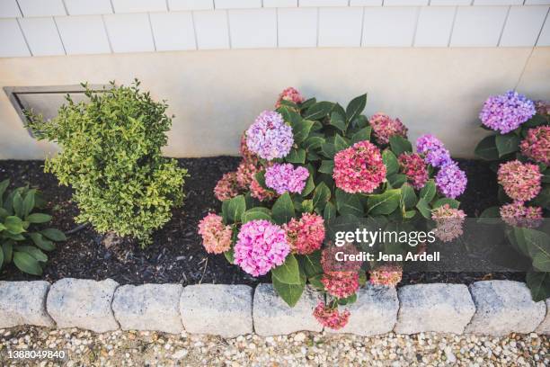 hydrangea plants flowerbed with mulch landscaping - cobertura do solo imagens e fotografias de stock