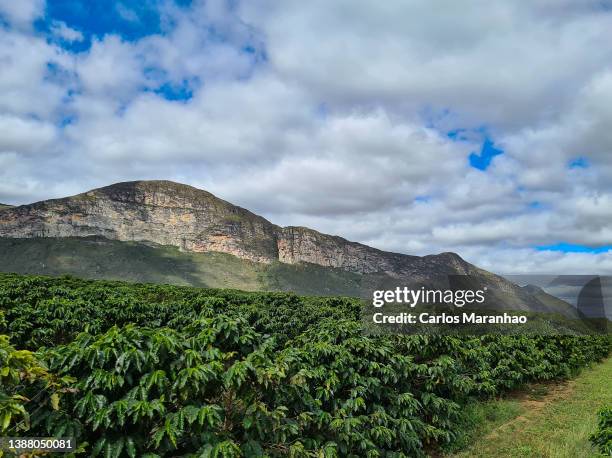 coffee plantation - piantagione foto e immagini stock