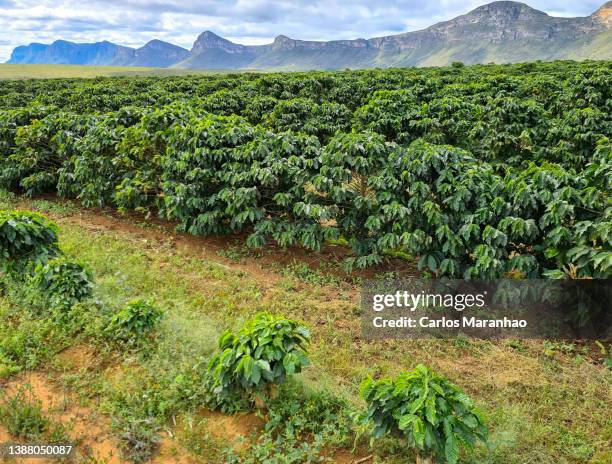Java Coffee Farm 1,400 Coffee Field Landscape Stock Photos, High-Res Pictures, and ...