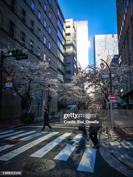 cherry blossoms in full bloom in the building area, chuo ward, tokyo - cherry blossoms in full bloom in tokyo imagens e fotografias de stock