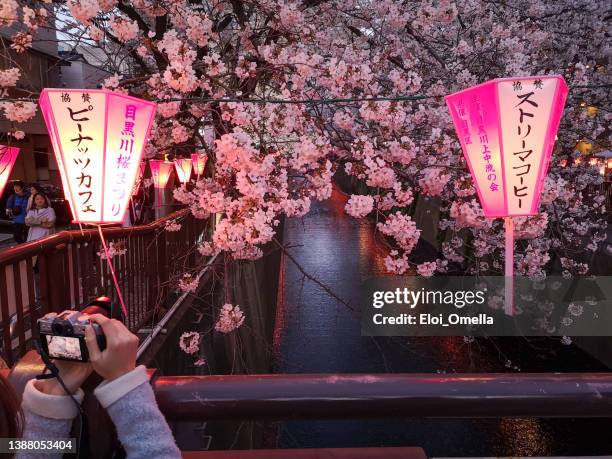 taking a photo of sakura cherry blossom at dusk, tokyo. japan - cherry blossoms bloom in tokyo stock pictures, royalty-free photos & images