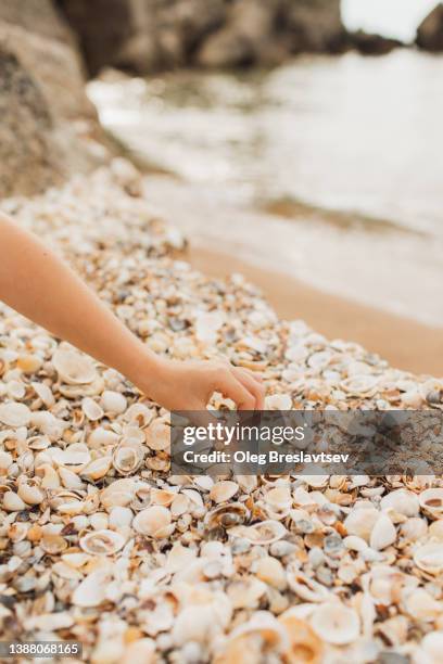 419 Picking Shells Stock Photos, High-Res Pictures, and Images - Getty ...