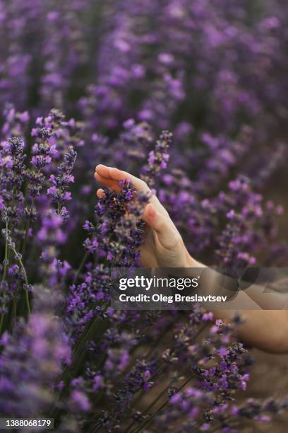 woman hand on lavender flowers in summer field. beautiful background with copy space, harmony with nature - couleur lavande photos et images de collection