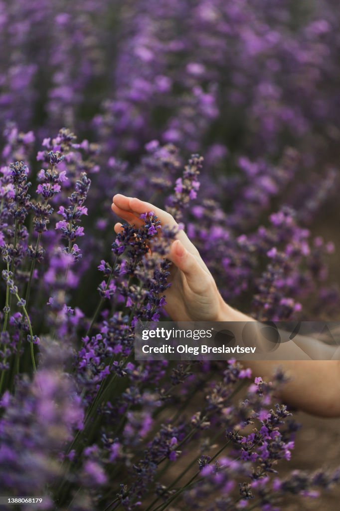 Woman hand on lavender flowers in summer field. Beautiful background with copy space, harmony with nature