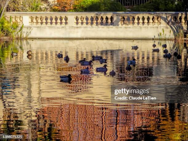 reflections on a golden pond - balboa park - fotografias e filmes do acervo