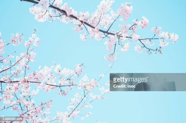 branches of kawazu zakura cherry blossoms and buds under clear blue sky - 桜 ストックフォトと画像