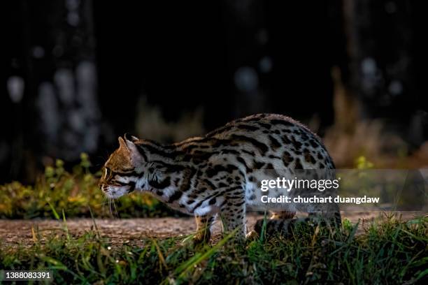 leopard cat (prionailurus bengalensis) the hunter in the night in nature - prionailurus viverrinus stock pictures, royalty-free photos & images