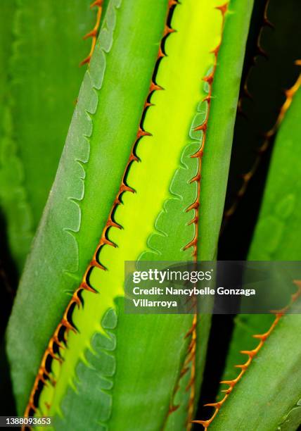 bright green and yellow  thorny leaves of agave. - leaf close up stock pictures, royalty-free photos & images