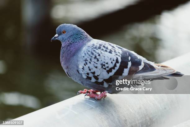 pigeon perched on railing - rock dove stock pictures, royalty-free photos & images