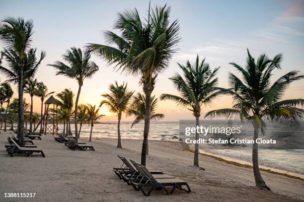 sunrise at tropical beach mexico - yucatan peninsula - fotografias e filmes do acervo