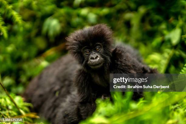 a close-up headshot of baby mountain gorilla (gorilla beringei beringei) looking at camera - mountain gorilla foto e immagini stock