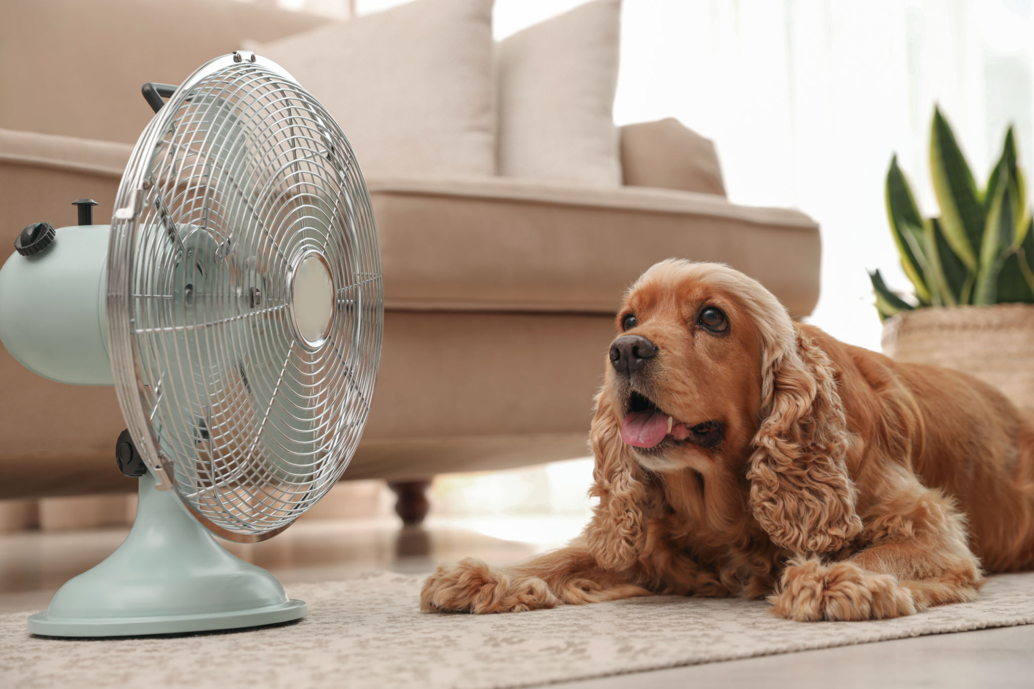 pet summer heat