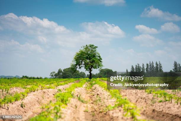 single tree - single tree branch stock pictures, royalty-free photos & images