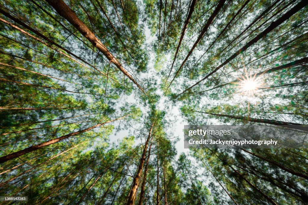 Lush green rain forest.