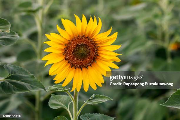 sunflower natural background. sunflower blooming. close-up of sunflower. - sunflower stockfoto's en -beelden