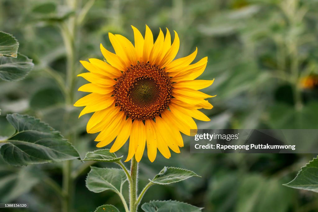 Sunflower natural background. Sunflower blooming. Close-up of sunflower.