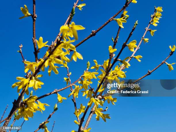yellow forsythia (forsythia vahl ) flowering on the shore of lake maggiore - first day of spring stock-fotos und bilder