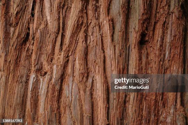 redwood tree trunk texture - redwoods stock pictures, royalty-free photos & images