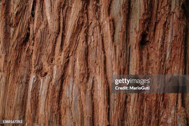 textura do tronco da árvore de madeira vermelha - floresta de sequoias - fotografias e filmes do acervo