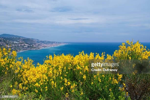 peille - gorse stock pictures, royalty-free photos & images