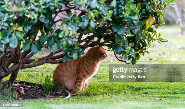 street cat under the tree in park - cat walking stock pictures, royalty-free photos & images