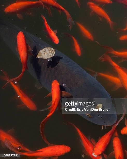 gold fish - eric van den brulle stock pictures, royalty-free photos & images