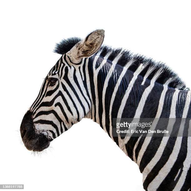zebra profile - eric van den brulle stock pictures, royalty-free photos & images