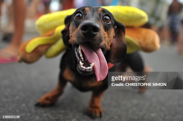 Dog in a hot dog costume takes part in the animal carnival parade at Copacabana beach in Rio de Janeiro, Brazil on February 12, 2012. AFP PHOTO /...