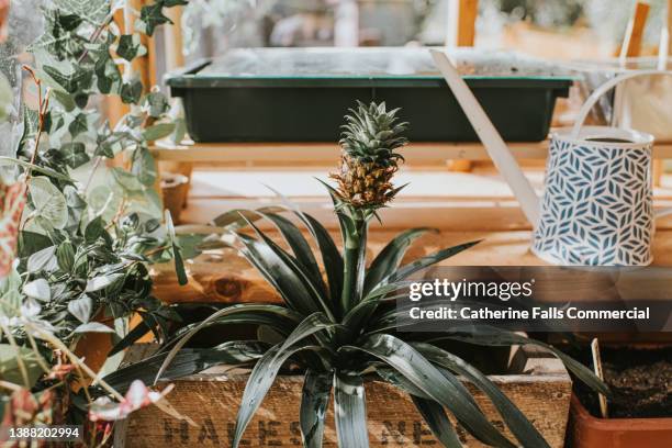 a single pineapple grows in a stylish greenhouse - green spiky plant stock pictures, royalty-free photos & images