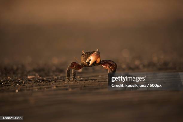 close-up of crab on sand - wenkkrab stockfoto's en -beelden