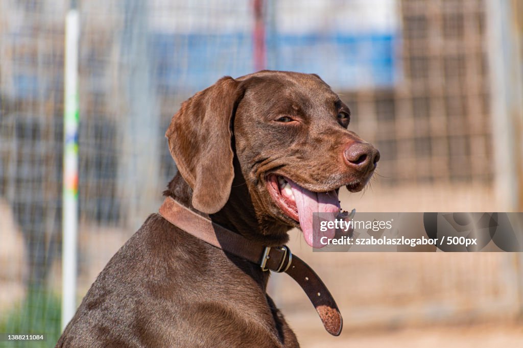 Dog,Close-up of pointer looking away