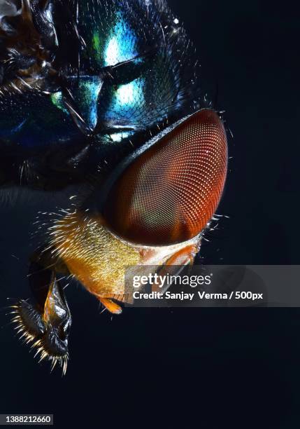 latrine- fly,close-up of turtle against black background,india - compound eye stock pictures, royalty-free photos & images