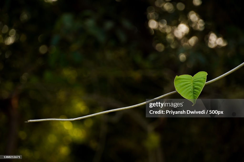 Close-up of plant growing outdoors