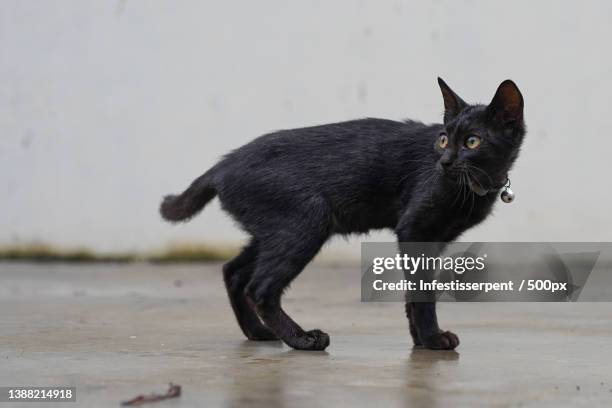 black cat,portrait of black cat standing on floor,indonesia - oriental shorthair stock pictures, royalty-free photos & images