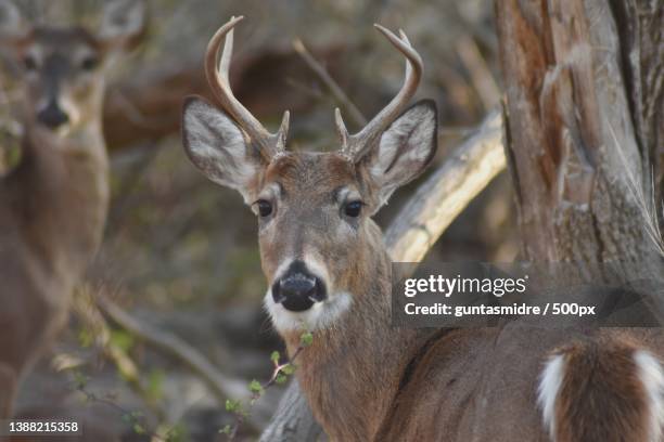 deer,portrait of white standing by plants,rockville,maryland,united states,usa - rockville maryland stock pictures, royalty-free photos & images