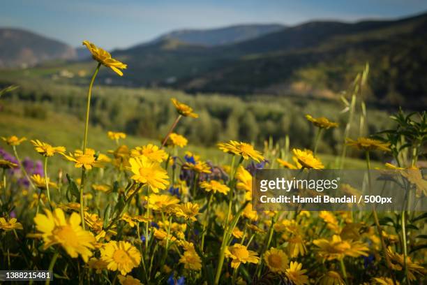 yellow chamomile flowers,close-up of yellow flowering plants on field,setif,algeria - sétif stock-fotos und bilder