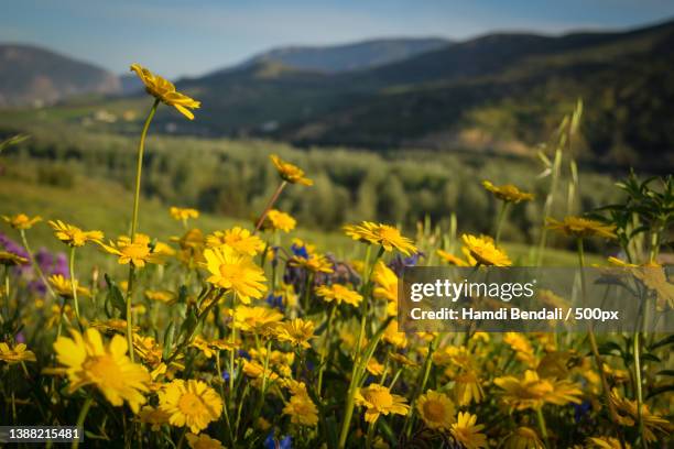 yellow chamomile flowers,close-up of yellow flowering plants on field,setif,algeria - sétif stockfoto's en -beelden