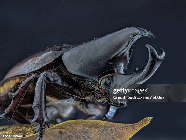 Insecta Rinocer 340 Rhinoceros Beetle Habitat Stock Photos, High-Res Pictures, and ...