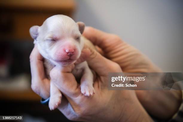 hands holding a newborn bichon havanais puppy - criador de animais imagens e fotografias de stock