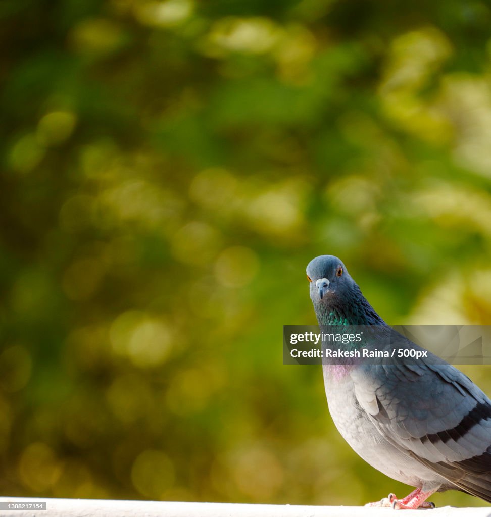 Beautiful Indian Pigeon,Close-up of pigeon perching on retaining wall,New Delhi,Delhi,India