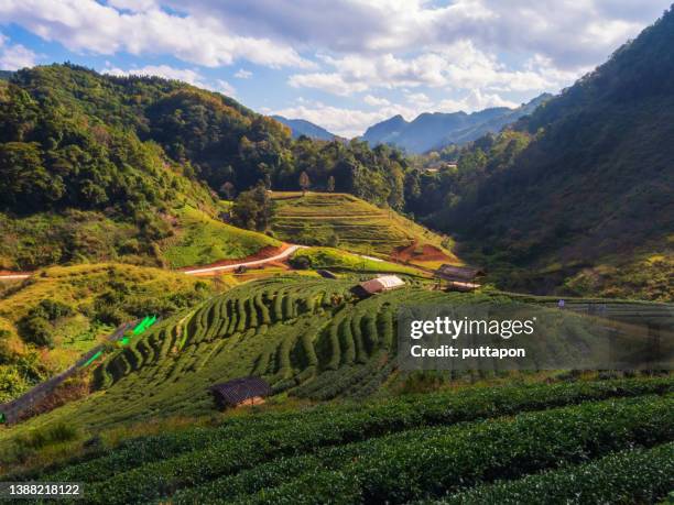 morning tea plantation - chiang rai province stock pictures, royalty-free photos & images