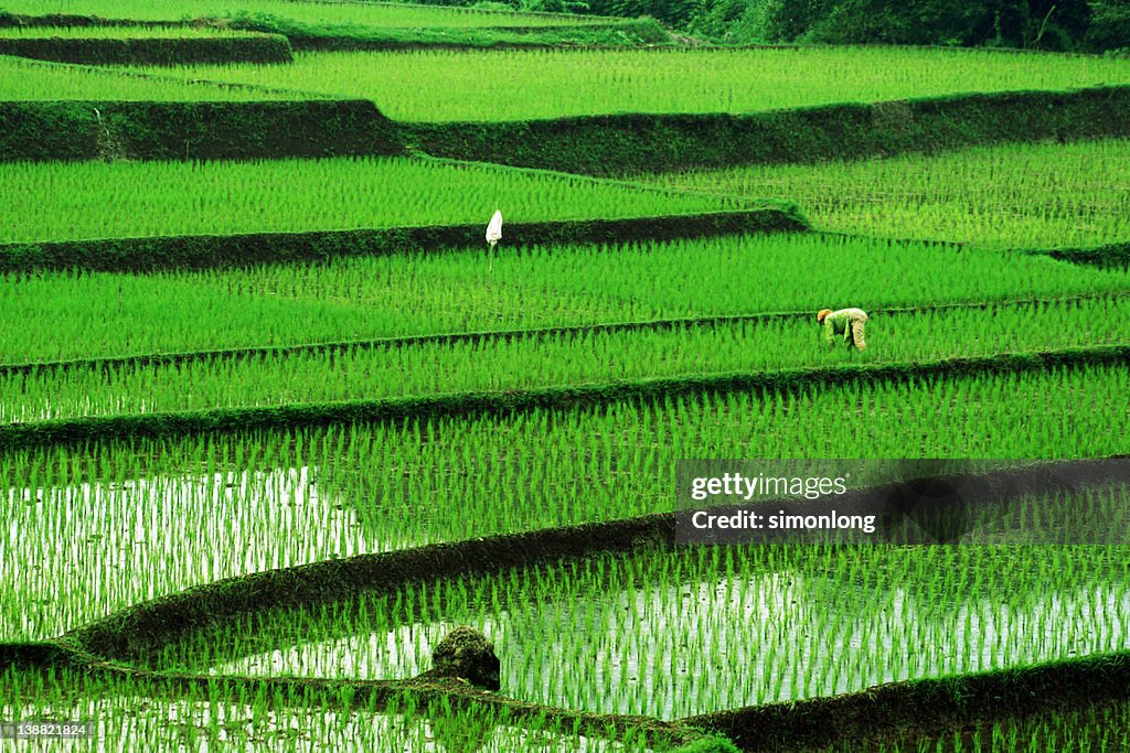 Balinese rice terraces