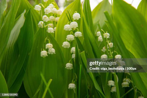 lily of the valley may-lily,close-up of white flowering plants - maiglöckchen stock-fotos und bilder