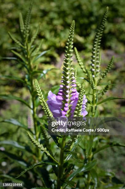 close-up of purple flowering plant - raffaele corte stock-fotos und bilder