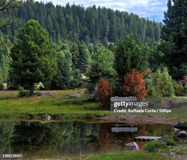 una panchina variazioni sul verde,scenic view of lake by trees against sky - panchina stock pictures, royalty-free photos & images