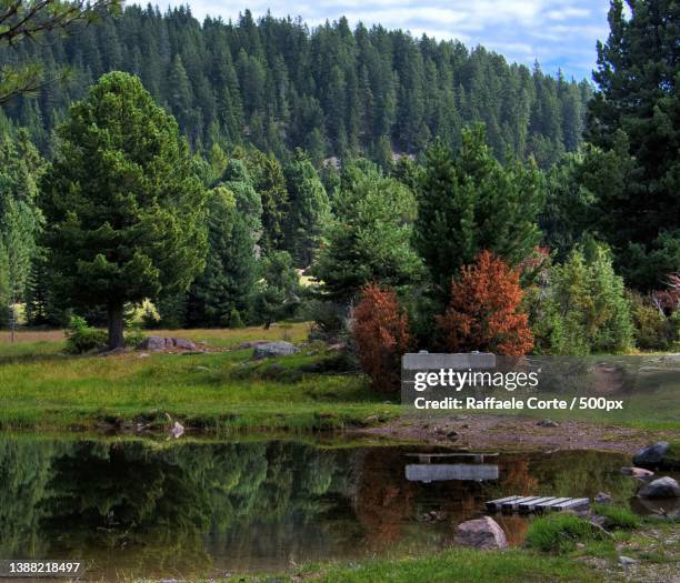 una panchina variazioni sul verde,scenic view of lake by trees against sky - raffaele corte stock pictures, royalty-free photos & images