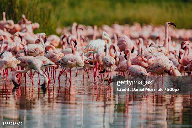 a flamboyance of flamingos feeding in a lake - lesser flamingo stock pictures, royalty-free photos & images