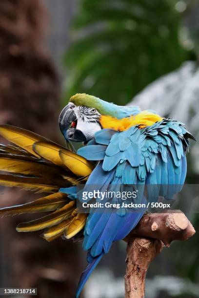 cleaning and preening,close-up of gold and blue macaw perching on tree,bloedel conservatory,canada - gold and blue macaw stock pictures, royalty-free photos & images